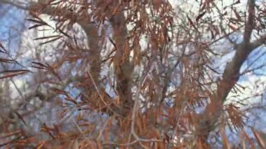 Ölü zeytin ağacının kuru yaprakları. Ölümcül hastalıklar Avrupa 'da zeytin ağaçlarını öldürüyor