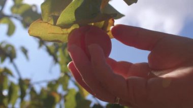 Ağaçta olgun hurma var. El meyveleri toplar ve posasını ortaya çıkarır..