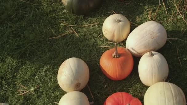 Pumpkins of various colours and shapes on the green grass, pumpkin exhibition. — Stock Video