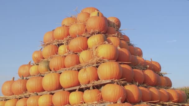 Herbsternte. Kürbisse stapeln sich in einer Pyramide, blauer Himmel. — Stockvideo