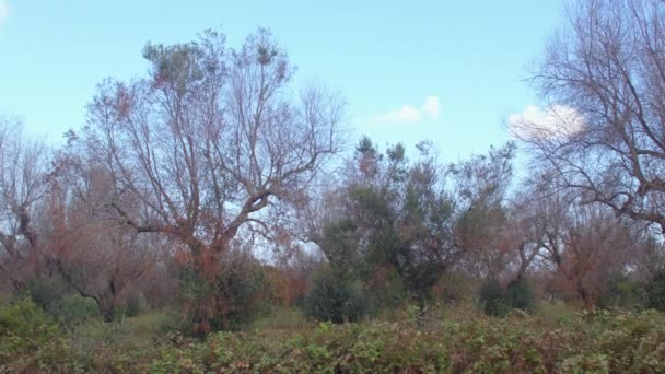 Великі сушені оливкові дерева в сільськогосподарському саду. Проблема сільського господарства — стокове відео