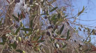 Yeşil zeytin çiftliği. Zeytin ağaçları sıcak ve kurak yaz mevsimlerinde yetişir..