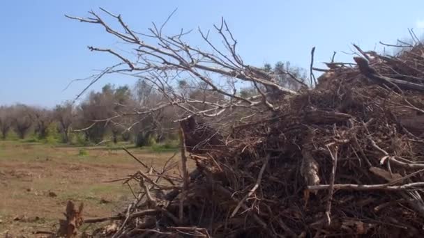 Hromada sekaných větví olivovníků. Zavřít. Environmentální problém. — Stock video