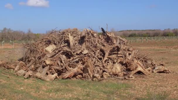 Pile of chopped branches of olive trees. Olives plants turn brown, dry out, die. — Stock Video