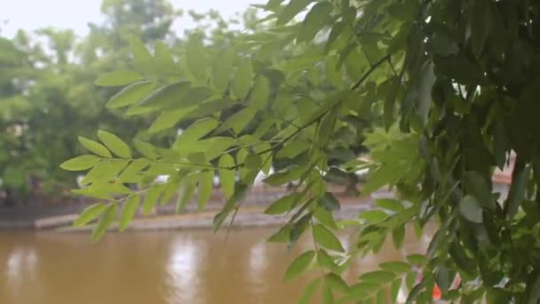 Mouvement des feuilles sur la branche dans la ville dans le vent. Mouvement de l'air air pur — Video