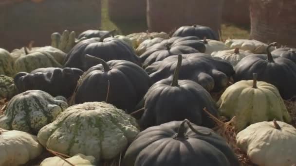 Légumes verts mûrs mensonge. Séchage de la peau avant le transport. — Video