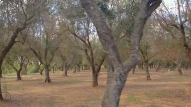 Zeytin yetiştiriyorlar. Kuru kuyuda kurutulmuş 20 yıllık bitkiler. Zeytin ağaçları.