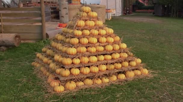 Abóboras de abóboras empilhadas montão Colheita outono Preparação frutas crescendo ao ar livre — Vídeo de Stock