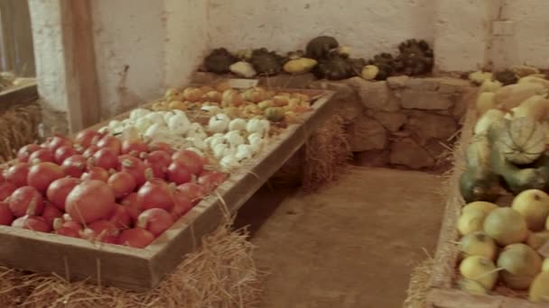 Muchas verduras diferentes en los estantes del mercado. Cosecha de calabaza en octubre. — Vídeos de Stock