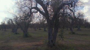 Ziraat bahçesindeki büyük solmuş zeytin ağaçları. Tarım sorunu