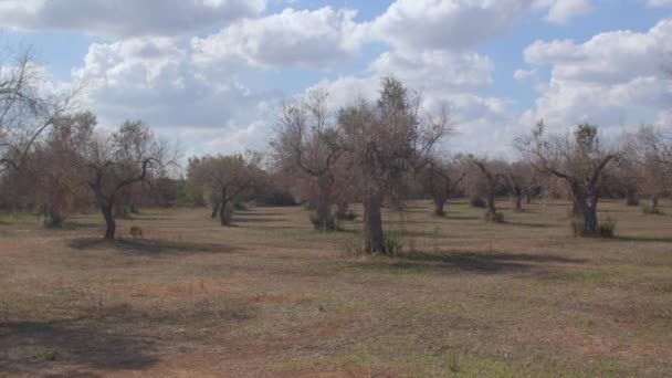 Olivos siempreverdes están perdiendo follaje, clima árido y un problema biológico — Vídeo de stock