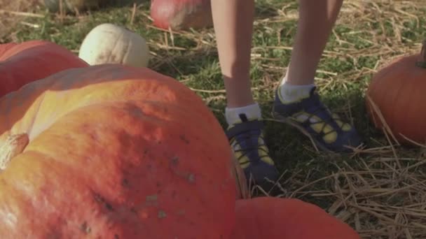 Proyecto terminado. Chico establece la parte superior de la pirámide de calabaza. Fase final de creación. — Vídeos de Stock