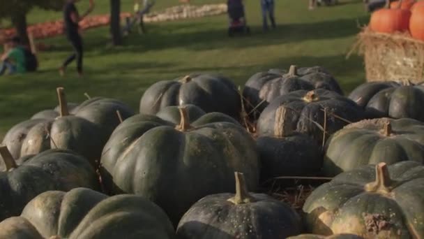 Gröna pumpor ligger i solen. Råa grönsaker som skördats av en jordbrukare. — Stockvideo