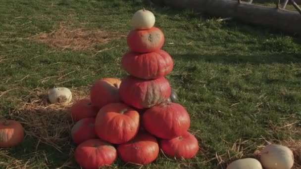 Dyniowa piramida w słoneczną jesienną pogodę. Składanie liczby warzyw. — Wideo stockowe