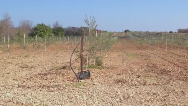 Rijen van olijfbomen zaailingen op landbouwgrond. Jonge, snelgroeiende plantenrassen. — Stockvideo