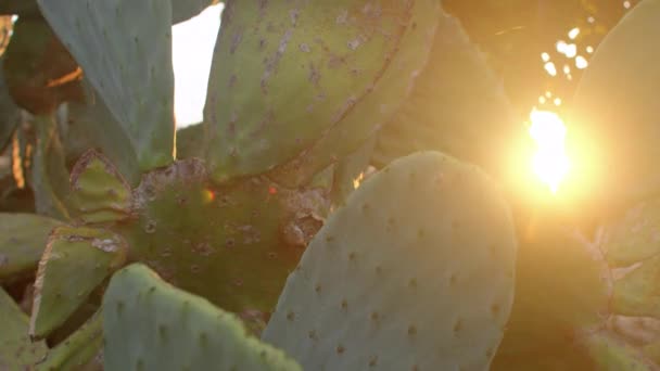 Benefici della foglia di cactus nella dieta e nel mangiare sano. Impianto tropicale all'aperto. — Video Stock