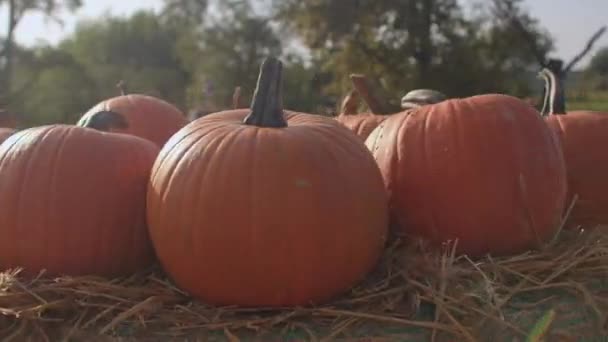 Circular rotation camera orange pumpkins. Demonstration of autumn fruits. — Stock Video