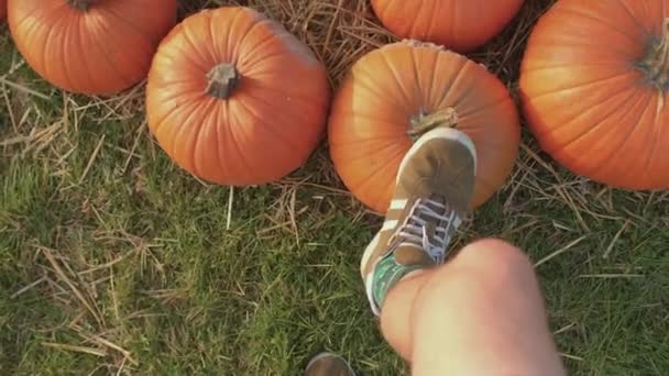 奴は足をカボチャにした。彼は草の上を歩いている。秋の収穫勝利. — ストック動画