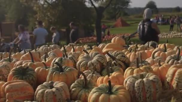 Yellow pumpkins lie sun. Raw vegetables after being harvested by a farmer. — Stock Video