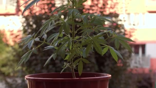 Cannabis CBD φυτό σε μια κατσαρόλα στο παρασκήνιο ενός χαλιού στο σπίτι σε bokeh. — Αρχείο Βίντεο