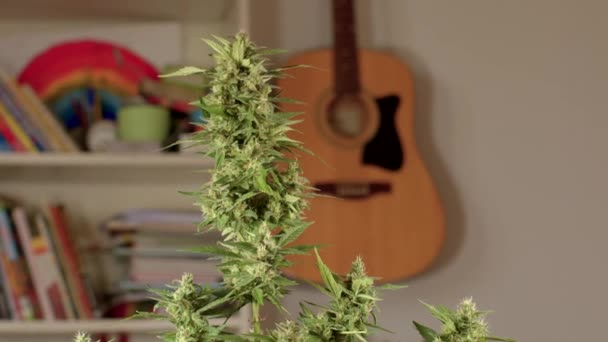 部屋のCBD大麻の花植物。背景にギターがかかっている. — ストック動画