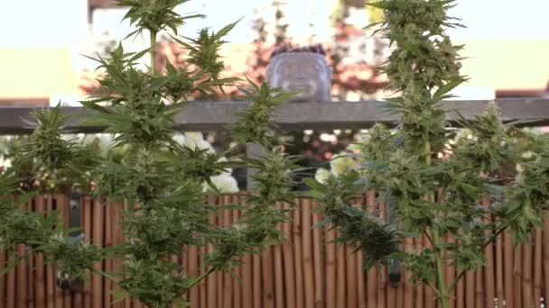 Cultivando cannabis CBD en la terraza de la casa. — Vídeos de Stock