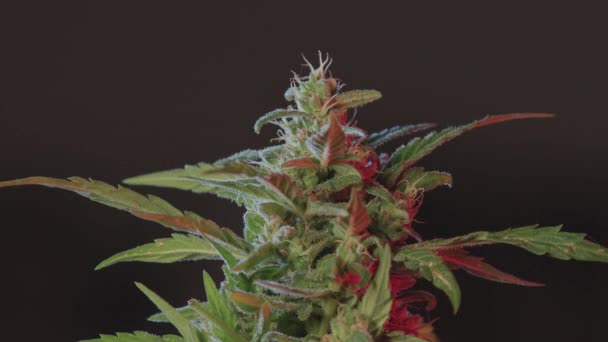 光で大麻の芽を照らす。成虫花の成熟THC. — ストック動画