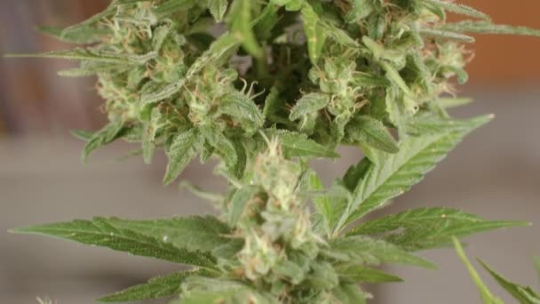 Flores de cannabis durante o período de floração. Dedos de formação em folhagem — Vídeo de Stock
