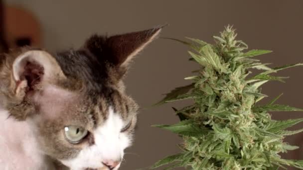 Die Katze erschnüffelt die Blüte der CBD-Cannabis-Pflanze Geruch zieht das Tier an. — Stockvideo