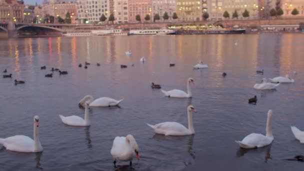Schwäne und Enten im städtischen Umfeld. Wildvögel schwimmen am Ufer entlang. — Stockvideo