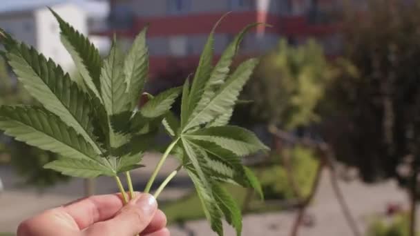 Rekreationella cannabisblad i handen närbild. Legalisera hampaprodukter till salu. — Stockvideo