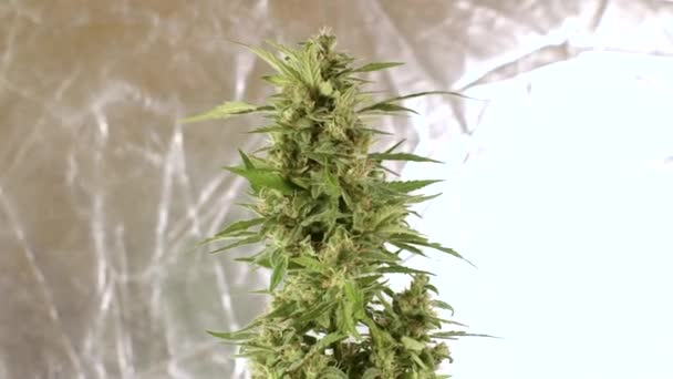 Cannabis big bud on a silver moving background in a grow box. Home growing. — 图库视频影像