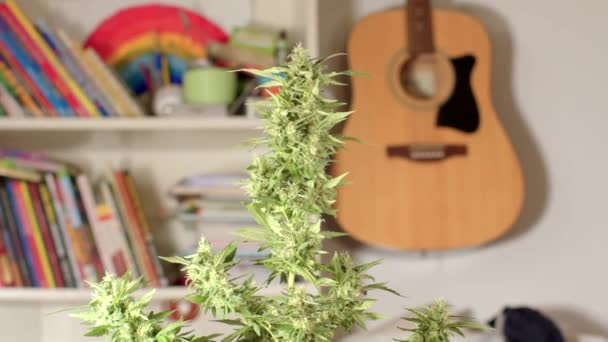 部屋のCBD大麻の花植物。背景にギターがかかっている. — ストック動画