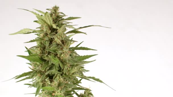 Plante sur fond blanc, place pour le texte. Produits CBD dans le chanvre ou la marijuana. — Video