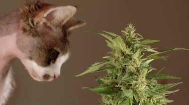 Kedi ve yeşil CBD kenevir bitkisi yakın plan. Kedilerde kenevirin tıbbi faydaları