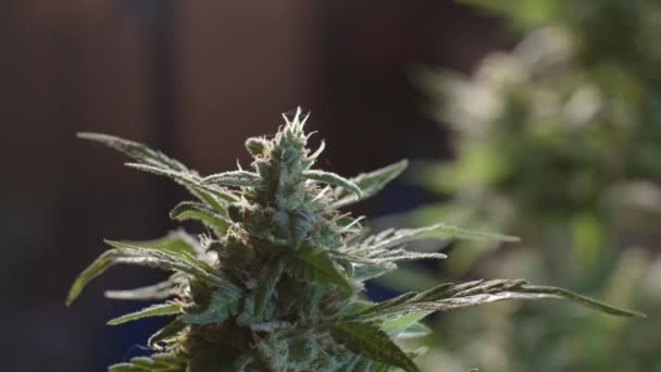 Cannabis CBD bump. Thin leaves grow from flower raw material for making butter. — Stock Video