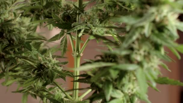 医療目的のために育種家によって開発された新しい大麻品種を閉鎖する. — ストック動画