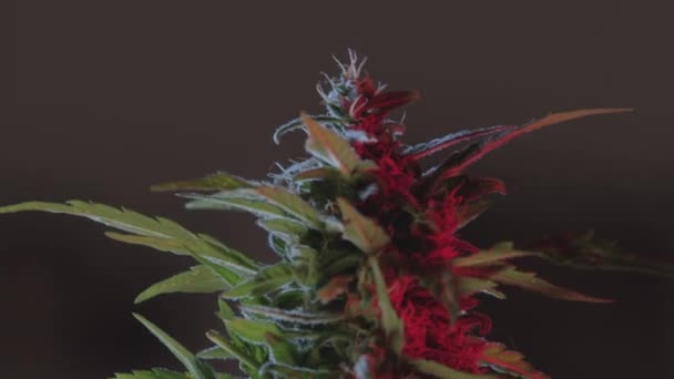 Female flower mature marijuana plant formation pollen in flowers and leaves. — Stock Video