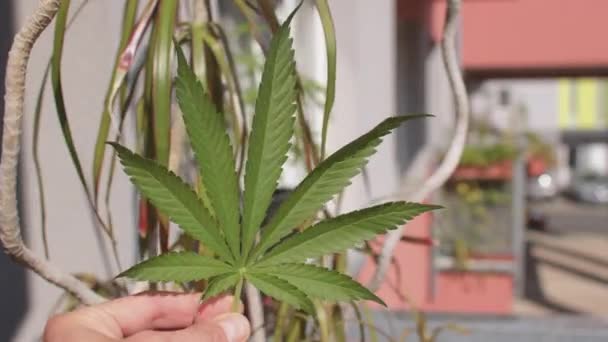 Лист конопли в руках фермера. Выращивание марихуаны балкон жилой район города — стоковое видео