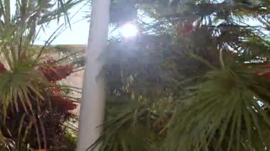 Güneş palmiyelerin arasından parlıyor. Işınlar keskin yaprakların arasından parlıyor.. 