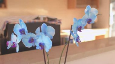 Terasta bir çiçeğin kokusu. Mavi tomurcuklar göz alıcı..