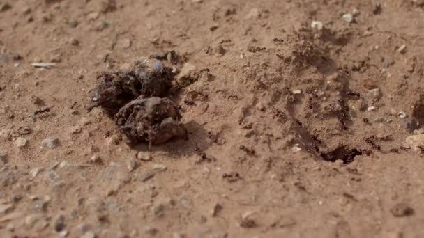 Mieren bewegen op de grond. Ze voelen de sporen. Onzichtbare verbinding. — Stockvideo