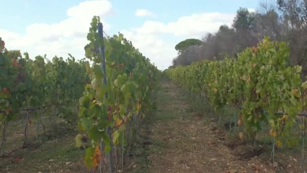 Filas lisas viñedos en el campo de la granja. Cultivar bayas haciendo zumo y vino. — Vídeos de Stock