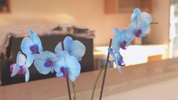 The smell of a flower on the terrace. Blue buds are eye-catching. — Video Stock