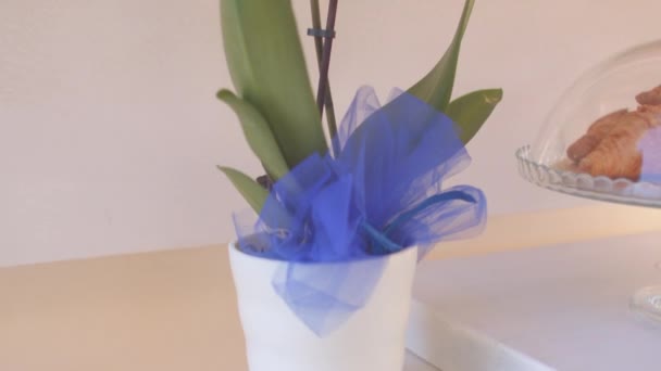 Flower in a pot on the table piece of interior. Motivation for positive mood. — Video Stock