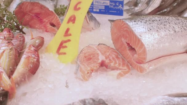 Calmar et pieuvre en gros plan. Une entreprise d'exportation de poisson. Assortiment de fruits de mer. — Video