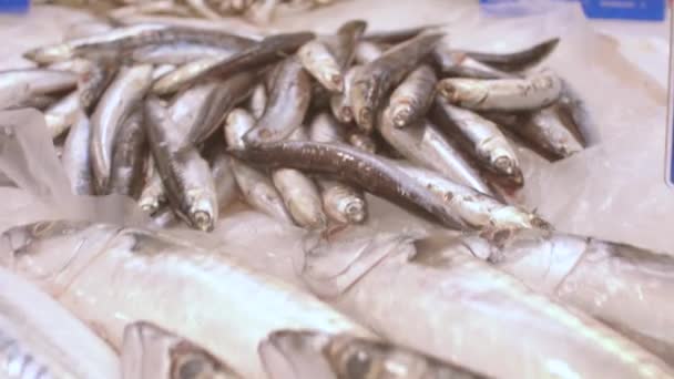Crustáceos e peixes pequenos. Negócios de exportação de peixe é rentável e confiável — Vídeo de Stock