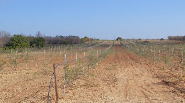 Tarlalarda sıra sıra zeytin ağacı fideleri. Genç, hızlı büyüyen bitki çeşitleri.