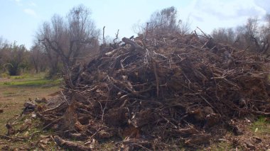 Kuru zeytin dalları budama kullanarak ağaç kesme hastalığını yendikten sonra atılmış.