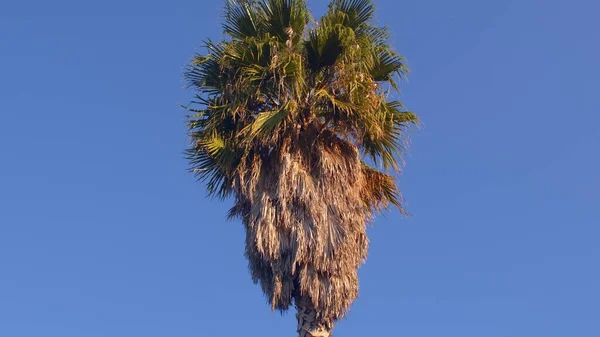 Egy pálmafa zöld ágai a kék égbolttal szemben. Minimalizmus. — Stock Fotó